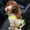 Picture of ROGZ Car-Safe Seat Belt Clip Pink x 1