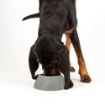 Picture of Scruffs Classic Long Eared Bowl 21cm Grey x 4