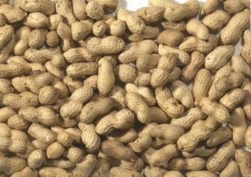 Picture of Monkey Nuts in Shells 10kg (Hessian Bag)