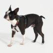 Picture of ROGZ Fancy Dress Classic Harness Multi Bone Small 23-37cm x 1