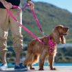 Picture of ROGZ Control Harness Pink Large 45-75cm x 1