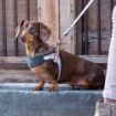 Picture of ROGZ URBAN Adj Fast-Fit Dog Harness Gold Rush X Small