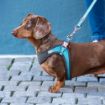 Picture of ROGZ URBAN Adj Fast-Fit Dog Harness Turquoise Moon Small/Medium