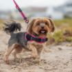Picture of ROGZ AirTech Sport Harness Rock Red S