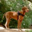 Picture of ROGZ AirTech Sport Harness Burnt Ochre M