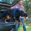Picture of Rogz Explore Harness - Medium Blue x 1