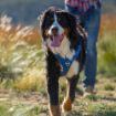 Picture of Rogz Explore Harness - Small Blue x 1