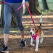 Picture of Rogz Explore Harness - Small Pink x 1