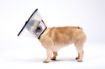 Picture of MDC Smart Collar Size 1 (Neck Size 18-24cm) x 1
