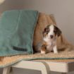 Picture of Scruffs Snuggle Blanket Sage Green 110 x 72.5cm x 1