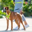 Picture of ROGZ Stop Pull Harness Large Dayglo 45-75cm x 1