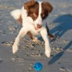 Picture of ROGZ Squeekz Ball Pink x 1