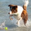 Picture of ROGZ Squeekz Ball Lime x 1