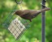 Picture of Supa Suet Block Feeder x 1