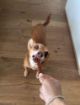 Picture of Vitakraft Dog Beef Stick - Lamb x 50