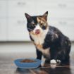 Picture of Van Ness Ecoware Cat Dish Blue 236ml x 1