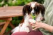 Picture of Woof & Brew Paw Pops 10pk x 1