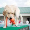 Picture of KONG Water Wubba - Large x 1