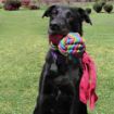 Picture of KONG Wubba Weaves - Large x 1