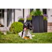 Picture of z [DISC] Yakers Dog Chew TURMERIC Medium x 20