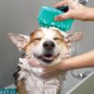Picture of KONG Zoom Groom Bubbles for Dogs x 1