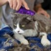 Picture of z [DISC] Kong Zoom Groom for Cats - Purple x 1