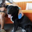 Picture of KONG Zoom Groom for Dogs Blue/Boysenberry - Standard x 1
