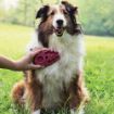 Picture of KONG Zoom Groom for Dogs Pink/Raspberry - Standard x 1
